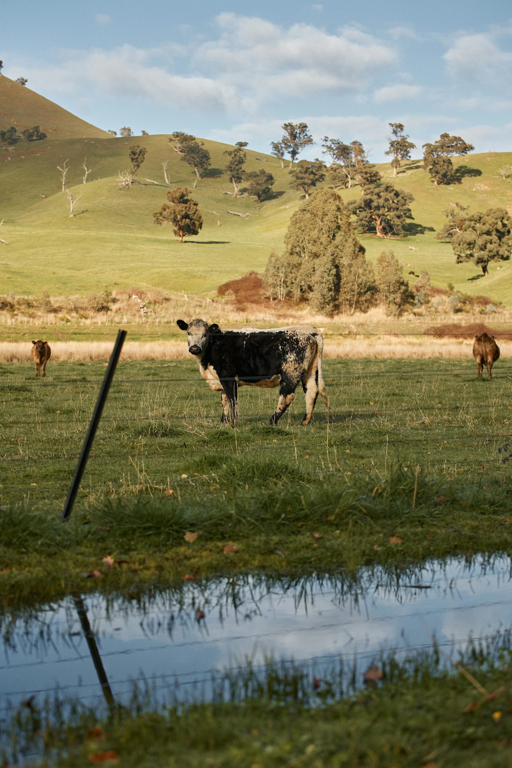 Cattle standing near a lake in the countryside
